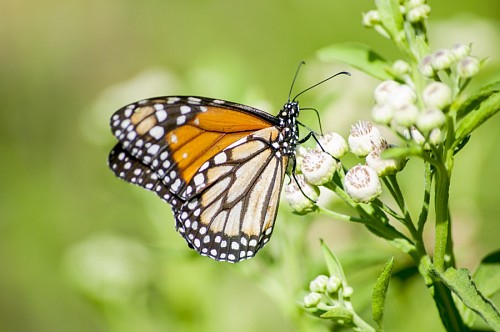 Butterfly posing on flower