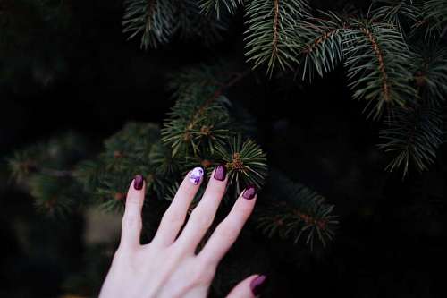 evergreen-trees Purple nails 