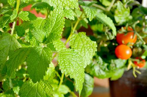 aromatic-coffee Mint