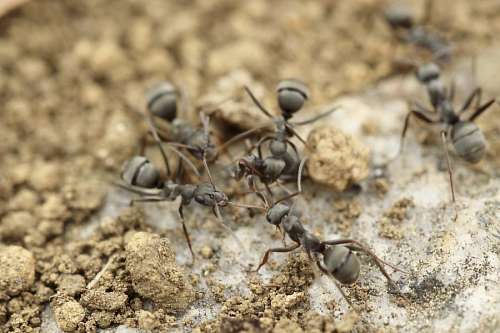ants