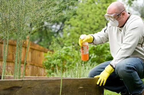pensioner man spraying pesticides to a plant