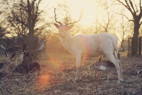rebecca-biblical-figure deer