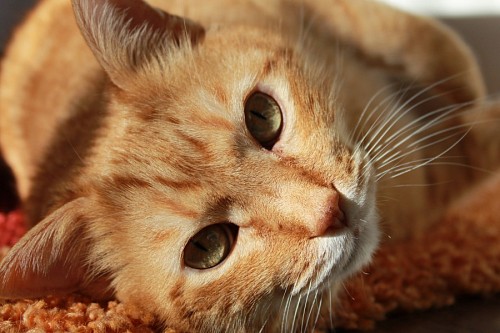 Golden cat watching