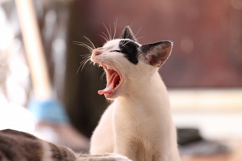  Adorable sleeping kitten yawning
