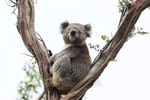 Koala in a tree looking at the camera