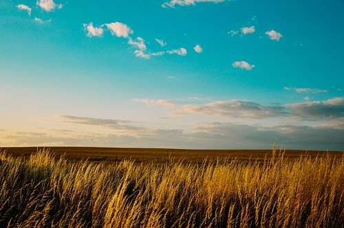 Field landscape