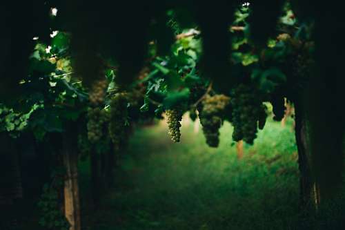 vineyard vineyard