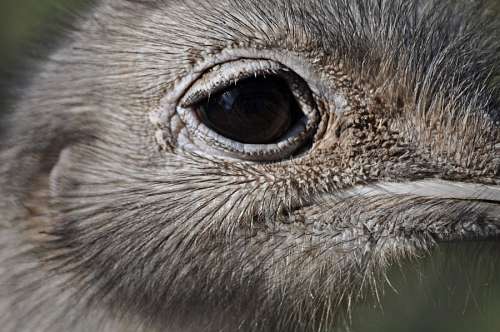 Ostrich