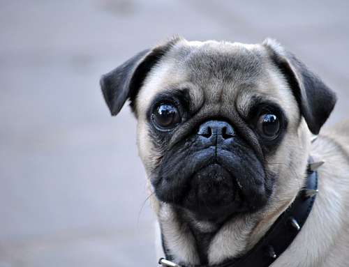 pug 