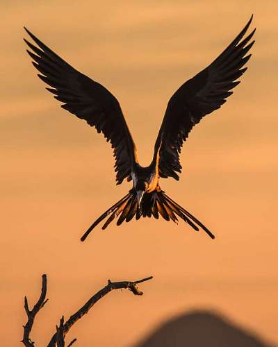 magnification Frigate bird landing in the Sea of Cortez, Mexico