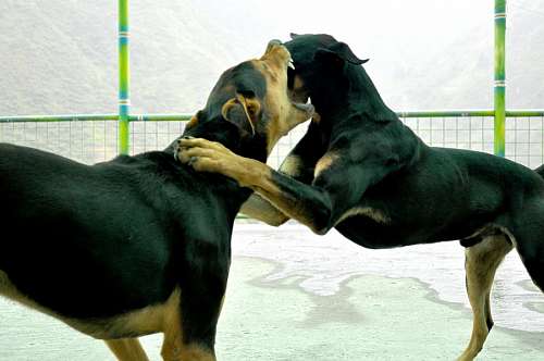 Dogs fight