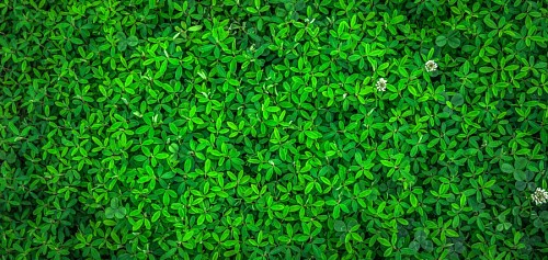 Wallpaper Green leaves