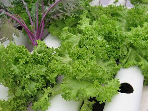 hydro hydroponics