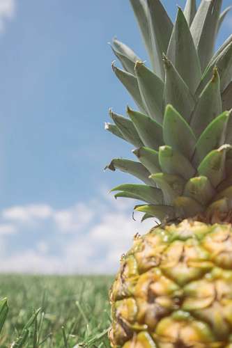 Pineapple
