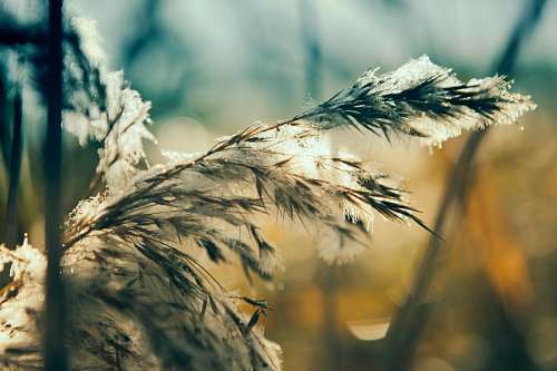 spiked Spike Grass