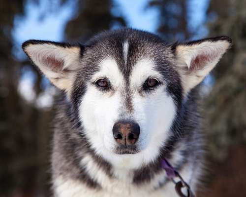 siberian Siberian husky