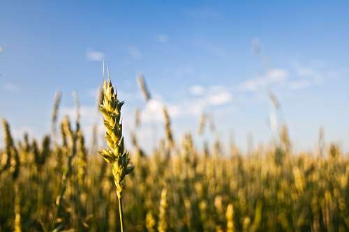bucks Grain
