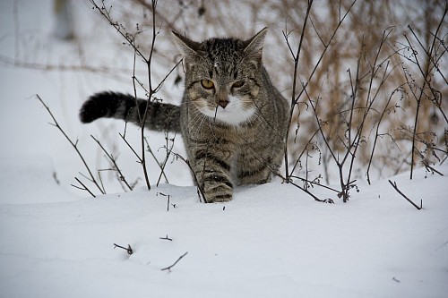 Cat walking in the snow