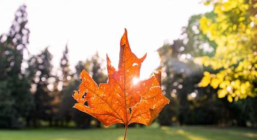 Leaf Autum