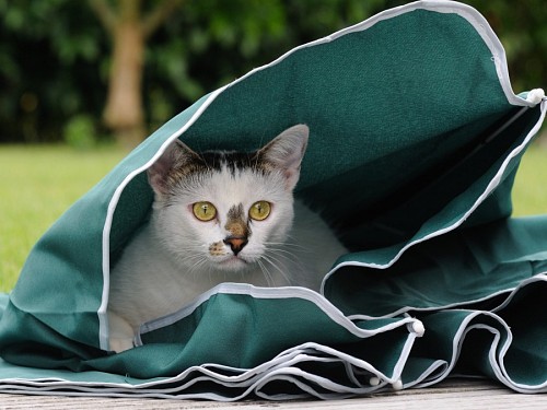  Kitten hiding in small tent