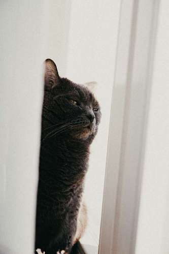 Gray cat peeking behind the door