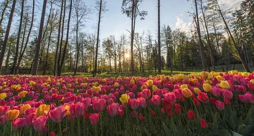 tulips