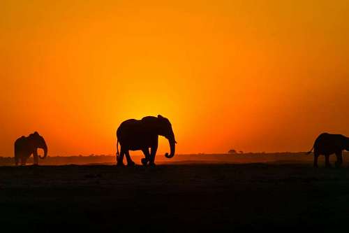 landscape of a group of elephants in front of the sunset