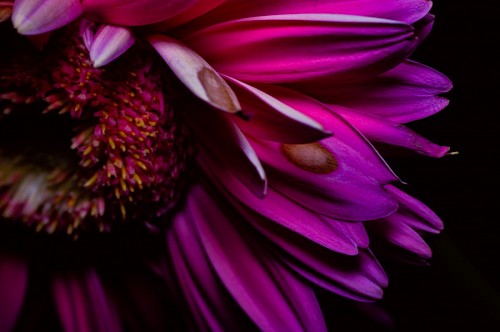 gerbera-flower Purple Gerbera flower Black Background 