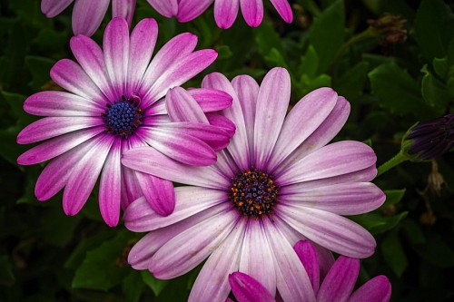Beautiful flowers for wallpaper