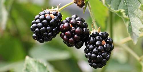 close-up of a pair of blackberries with a natural background