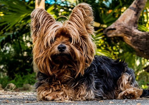 Close-up of Yorkshire Puppy