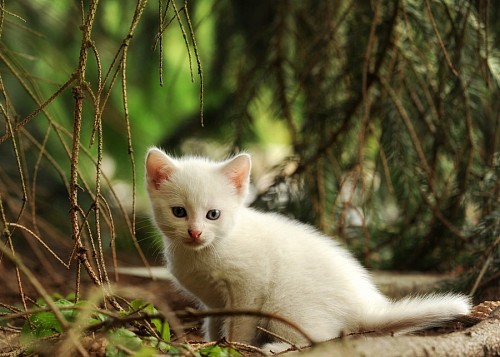 Tender baby pet in the forest