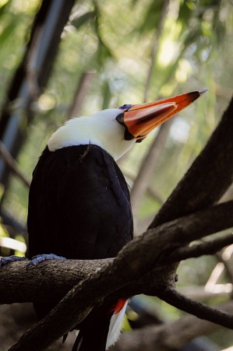 Toucan