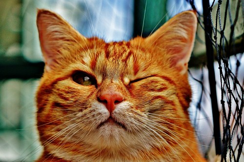sympathetic Sympathetic golden cat winking