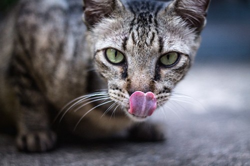  Hungry tabby licking licking