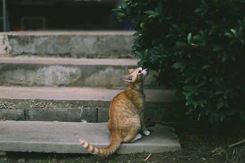 Quiet cat smelling leaves of tree