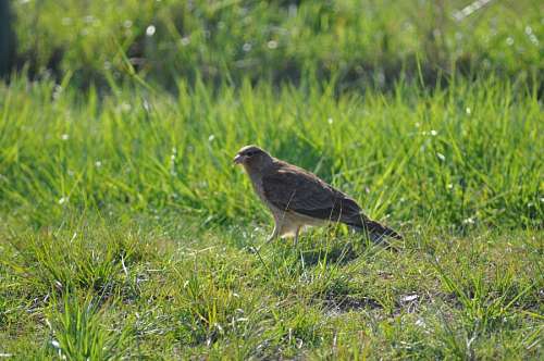 One Animal, Bird, Tero 