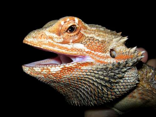 bearded dragon
