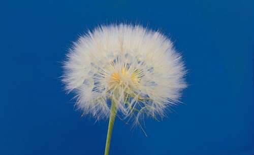 plume 