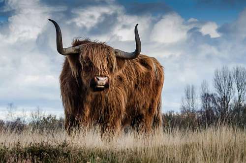 staring-at-camera portrait of a  bull with huge horns in the middle of a field