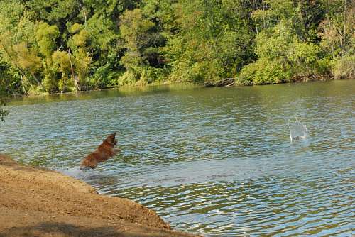 Dog Playing in the river