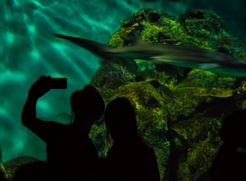 selfie Selfie in the aquarium