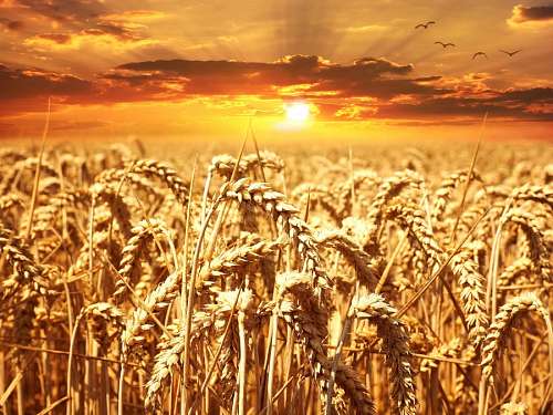 spiked Wheat spike