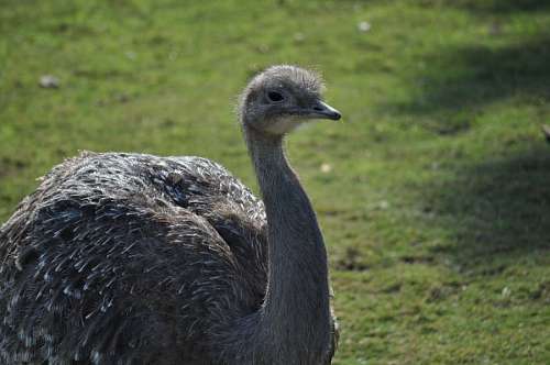 height Ostrich