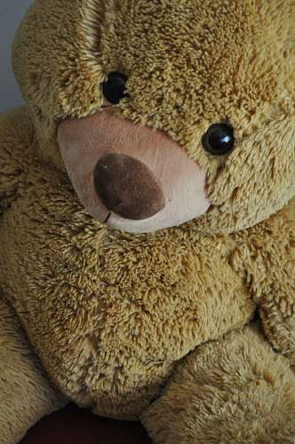 Teddy bear