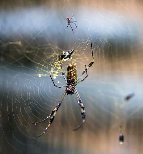 tissue Spider