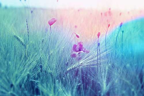 4k Flowers in the wheat field