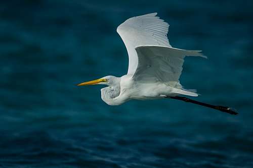 stork