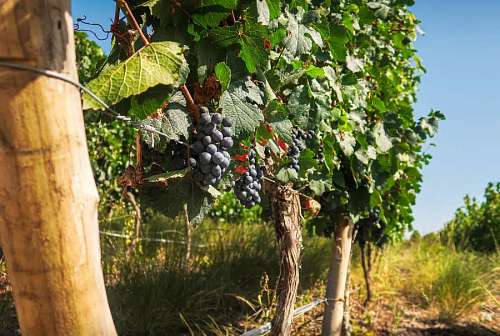 Vineyard with black grapes in San Juan, Argentina