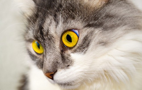 Feline yellow eyes
